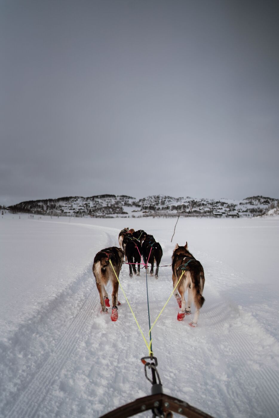 Husky in de sneeuw